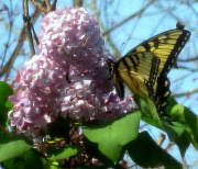 23rd Mar 2011 - Butterfly on Lilac bush