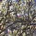 Magnolia Madness by harvey