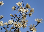 23rd Mar 2011 - Magnolia stellata