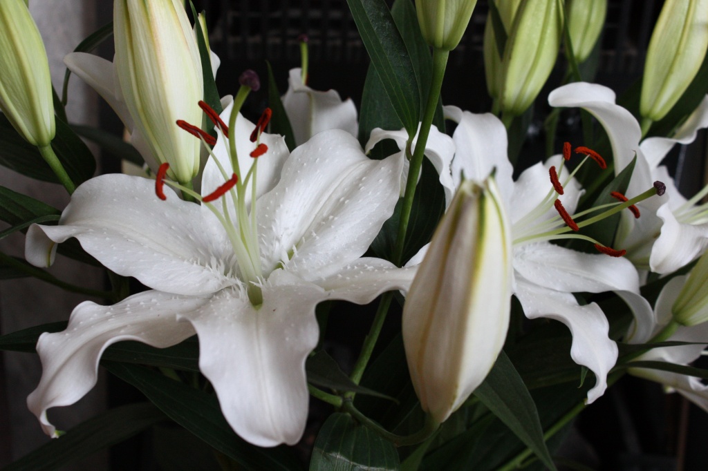 White Lilies by natsnell