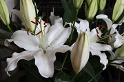 23rd Mar 2011 - White Lilies