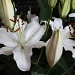 White Lilies by natsnell