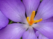 23rd Mar 2011 - THIS WAS MEANT TO BE A DAFFODIL PICTURE BUT ENDED UP A CROCUS