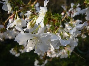 24th Mar 2011 - An other kind of a Prunus tree