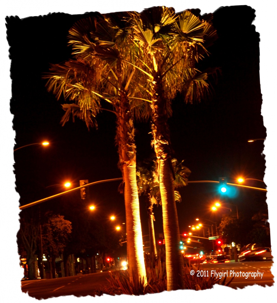 Lighted Palms by flygirl
