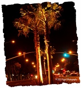 19th Sep 2012 - Lighted Palms