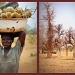 Baobab bounty by miranda
