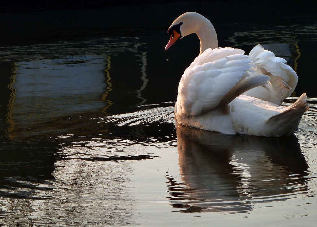 Wednesday Afternoon Swan  by rich57