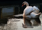 24th Mar 2011 - Wednesday Afternoon Swan 