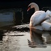 Wednesday Afternoon Swan  by rich57
