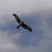 Northern Harrier by robv