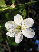 24th Mar 2011 - Spring Blossom