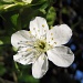 Spring Blossom by itsonlyart
