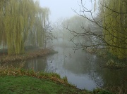 24th Mar 2011 - Before the fog lifted