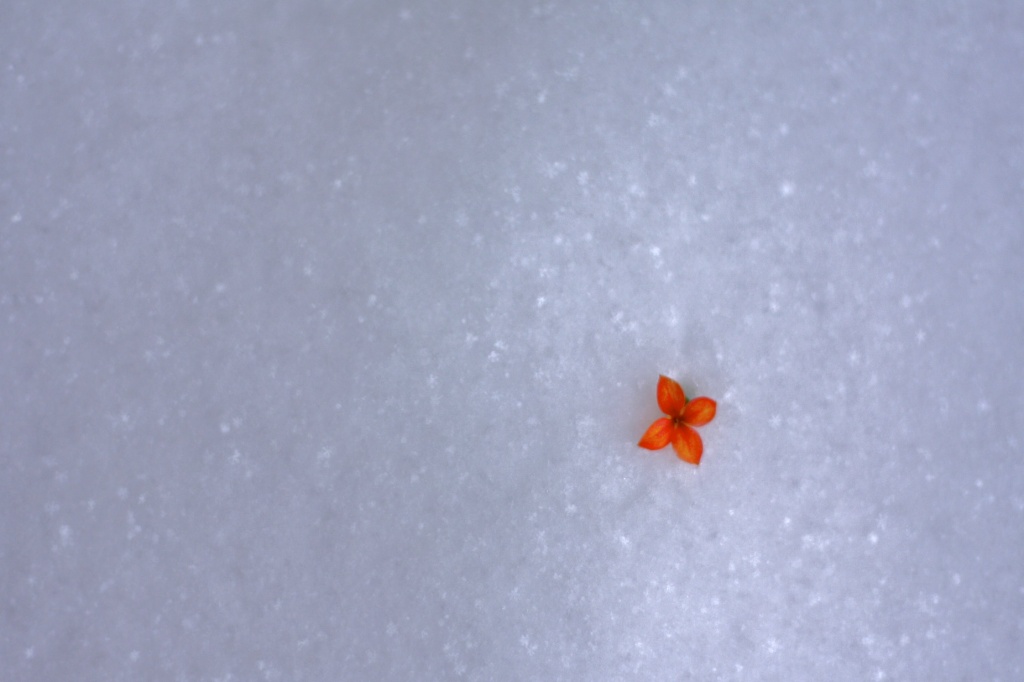 ...In The Snow by laurentye