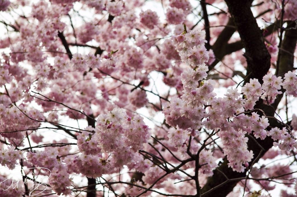 Cherry Blossoms by harvey