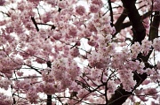 23rd Mar 2011 - Cherry Blossoms