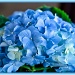 Happiness is...Hydrangeas! by bluemoon