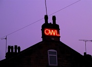 24th Mar 2011 - Owl