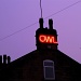 Owl by rich57
