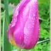 Rainy Day Tulip by madamelucy