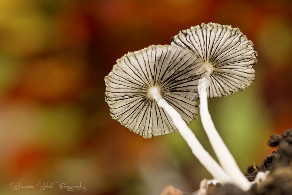 Nature's parasol by bella_ss