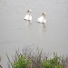 Swans Inc by melinareyes
