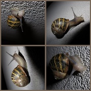 25th Mar 2011 - Snail adventures
