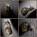 Snail adventures by alia_801