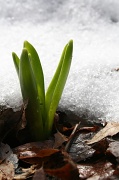 24th Mar 2011 - New England Spring