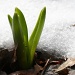 New England Spring by glennharper