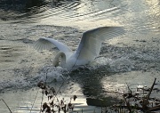25th Mar 2011 - Angry swan