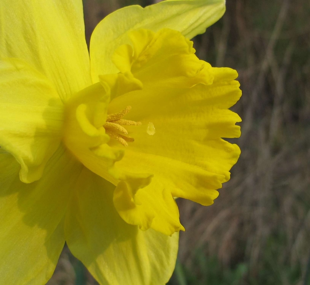 Daffodil by netkonnexion