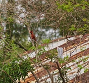 25th Mar 2011 - Cardinal