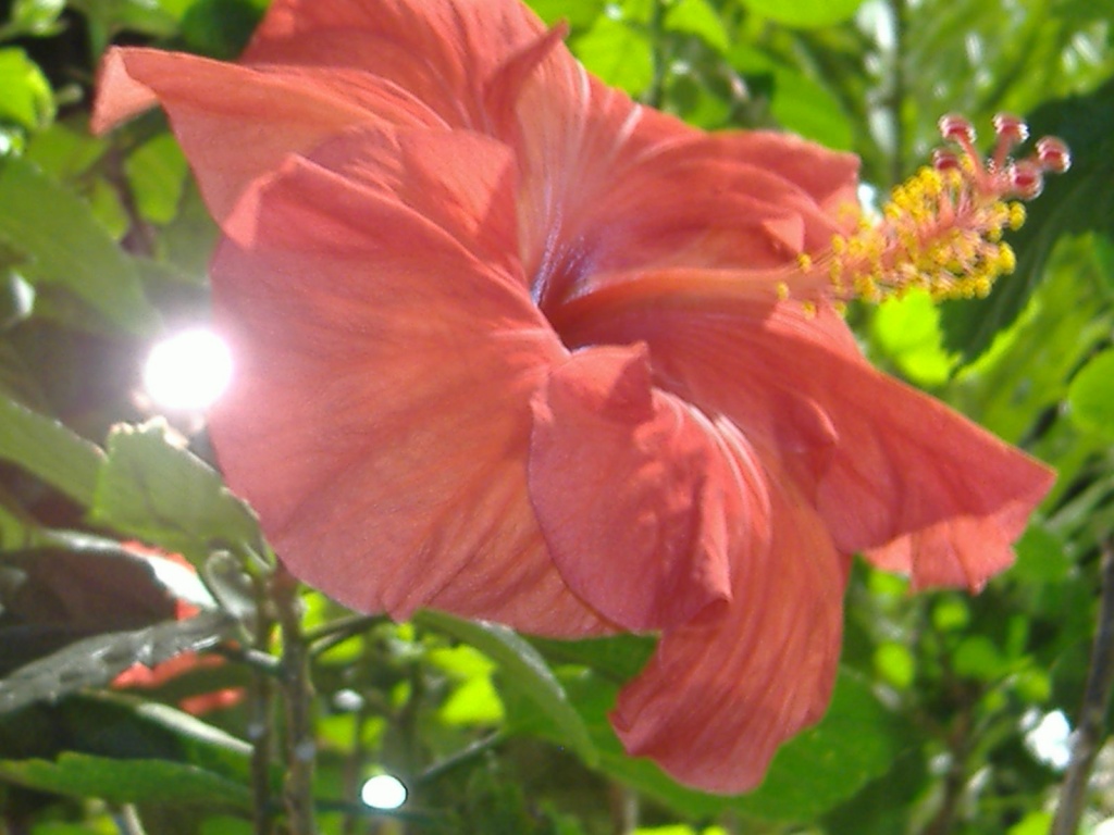 Hibiscus beauty by dianezelia