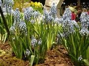 23rd Mar 2011 - Blue Bells