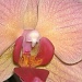 My little Lady  orchid by dianezelia