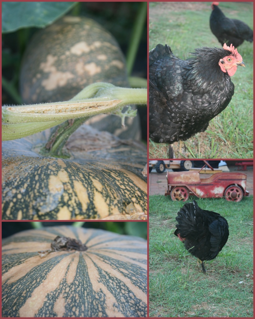 Backyard: Pumpkin harvest and chooks (including one with it's head up it's own a...) by corymbia