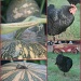 Backyard: Pumpkin harvest and chooks (including one with it's head up it's own a...) by corymbia