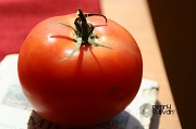 24th Mar 2011 - tomato. 083_282_2011