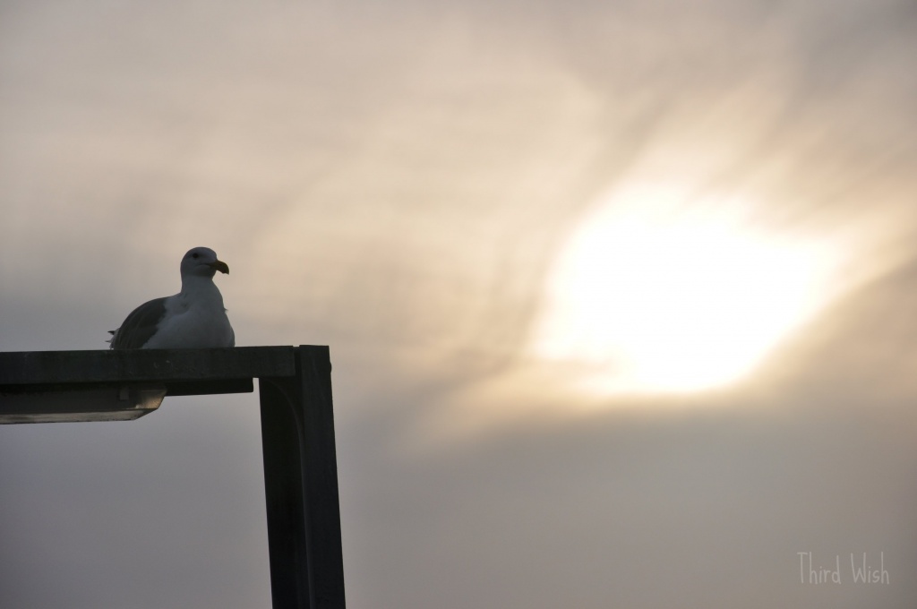 A Sea Gull Basking In The Sun by mamabec