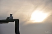 20th Mar 2011 - A Sea Gull Basking In The Sun