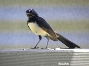 26th Mar 2011 - Willy Wagtail