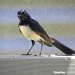 Willy Wagtail by ubobohobo