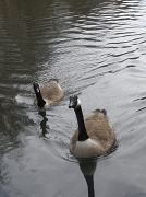 18th Mar 2011 - ripples on the canal