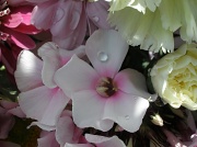 25th Mar 2011 - Flower tears