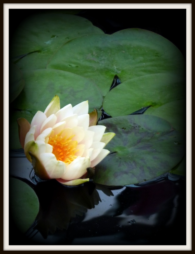 Water Lily by denisedaly