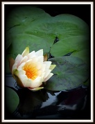 26th Mar 2011 - Water Lily