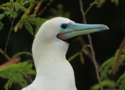 26th Mar 2011 - Red footed booby