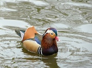 26th Mar 2011 - Mandarin duck 